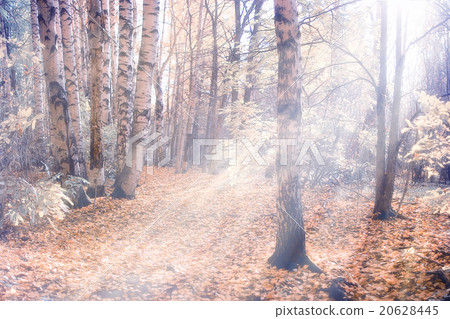 Morning in the autumn forest landscape 20628445