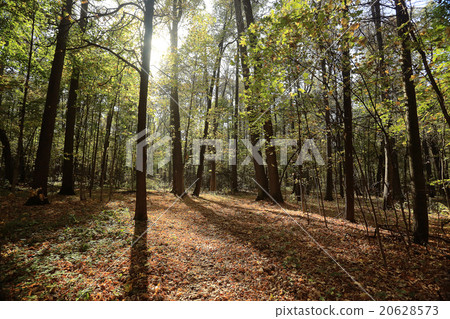 concept autumn in city concept autumn in city 20628573