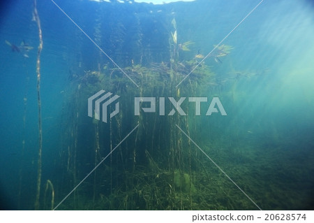 underwater scenery in the river diving underwater scenery in the river diving 20628574