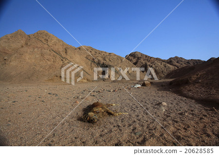death desert drought stones 20628585