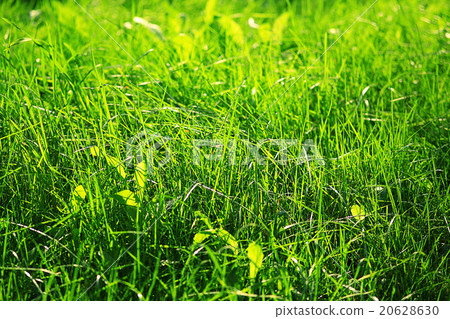 Green texture of grass lawn Green texture of grass lawn 20628630