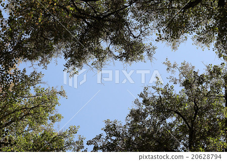 autumn sky leaves background autumn sky leaves background 20628794