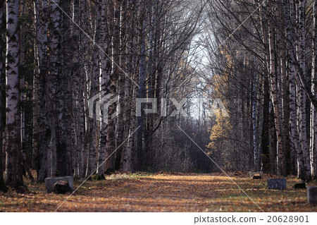 leaf fall in autumn park landscape leaf fall in autumn park landscape 20628901