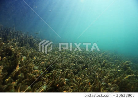 underwater scenery in the river diving underwater scenery in the river diving 20628903