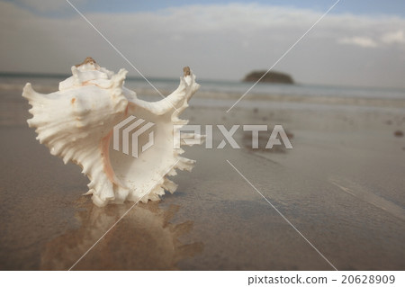 Tropical conch on a sandy beach Tropical conch on a sandy beach 20628909