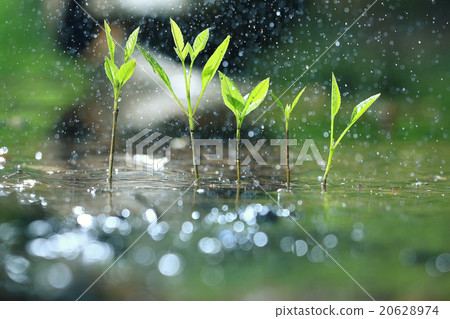 grass dew rain macro fresh green eco 20628974