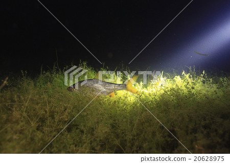 fish, roach, underwater photo 20628975