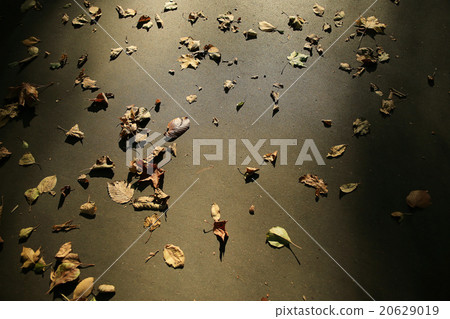 background of fallen leaves on the asphalt in the city background of fallen leaves on the asphalt in the city 20629019