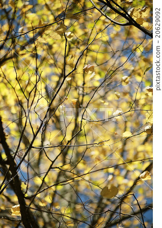 background autumn leaves in the park, nature background autumn leaves in the park, nature 20629092