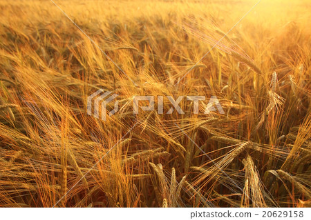 texture of barley ears in the field texture of barley ears in the field 20629158