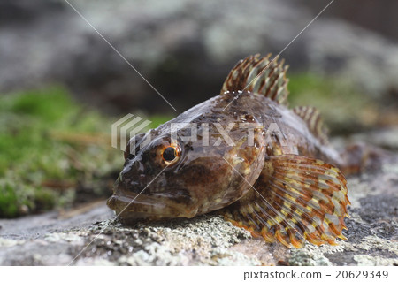 scorpion fish scorpion fish 20629349