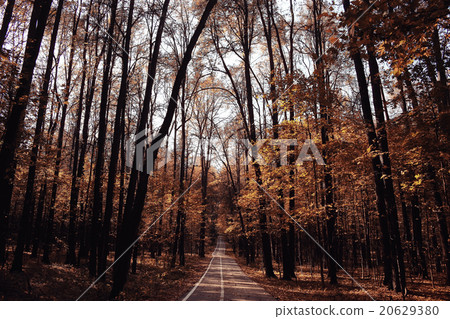 autumn landscape in nature 20629380