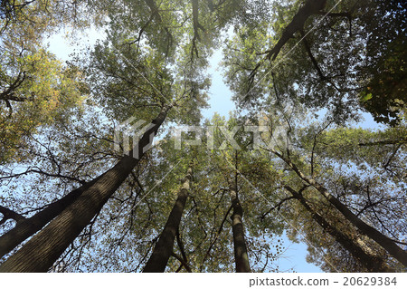 autumn sky leaves background 20629384