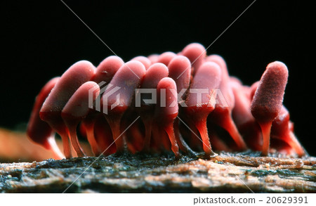 mold fungi macro little family 20629391