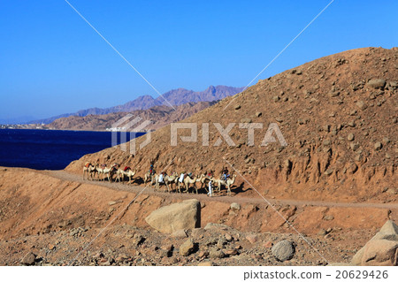 Sharm El Sheikh, EGYPT _ JUNE 15: escalators caravan of camels in the mountains of Sinai Blue Hall on JUNE 15, 2015, in Sharm El Sheikh, Egypt Sharm El Sheikh, EGYPT _ JUNE 15: escalators caravan of camels in the mountains of Sinai Blue Hall on JUNE 15, 2015, in Sharm El Sheikh, Egypt 20629426