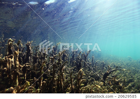 underwater scenery in the river diving 20629585