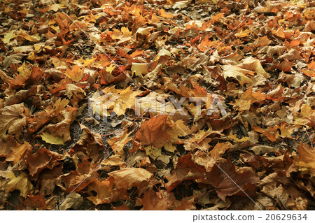 fallen yellow autumn leaves background, texture 20629634