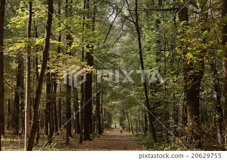 background trees in the forest background trees in the forest 20629755