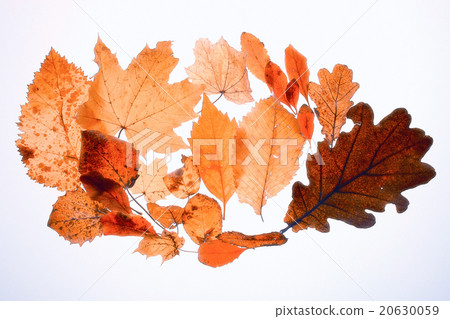 background texture of yellow leaves autumn leaf background background texture of yellow leaves autumn leaf background 20630059