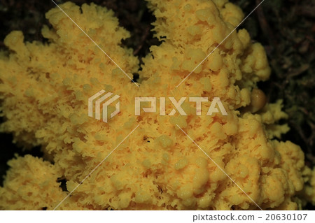 mold fungi macro little family 20630107