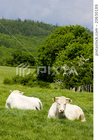 cows, Burgundy, France cows, Burgundy, France 20630189