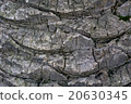Unusual wooden pattern,close up of palm tree trunk 20630345