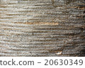 Trunk of dracaena draco, dragon tree, pattern 20630349