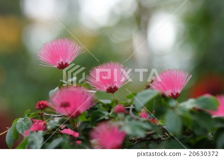 Kari Andora·Haematakekefara 20630372