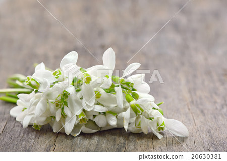 Snowdrops bucket on wooden background Snowdrops bucket on wooden background 20630381