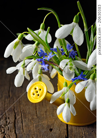 Snowdrops in a decorative bucket Snowdrops in a decorative bucket 20630383