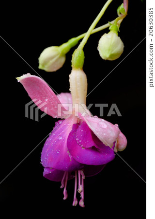 Fuchsia flower or Onagraceae Fuchsia flower or Onagraceae 20630385