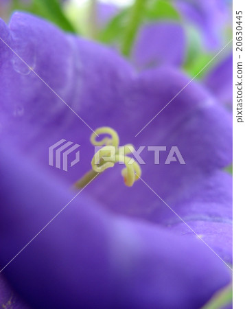 Campanula persicifolia Campanula persicifolia 20630445