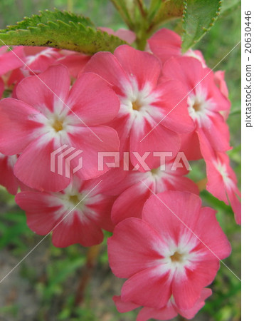 Beautiful impatiens walleriana flowers  20630446