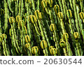 Close-up of Candelabrum spurge cactus 20630544