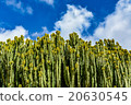 Candelabrum spurge (Euphorbia candelabrum) cactus 20630545