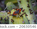 Butterfly pollinating and eating cactus flower 20630546