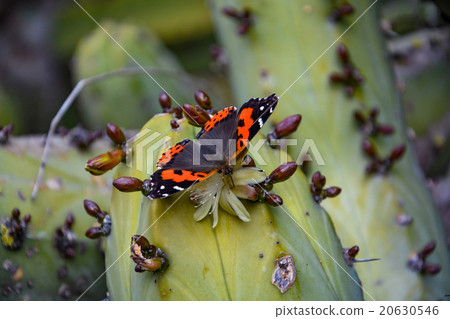Butterfly pollinating and eating cactus flower Butterfly pollinating and eating cactus flower 20630546