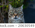 Friendly dun cat portrait  20630549