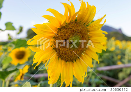 Asian,Sunflower 20630552
