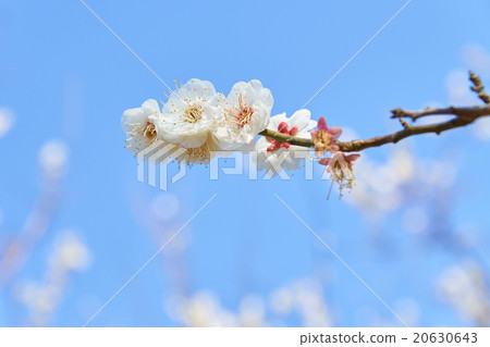 梅花藍天 20630643