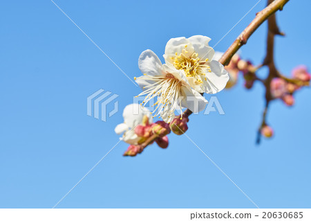梅花(藍天背景) 梅花(藍天背景) 20630685