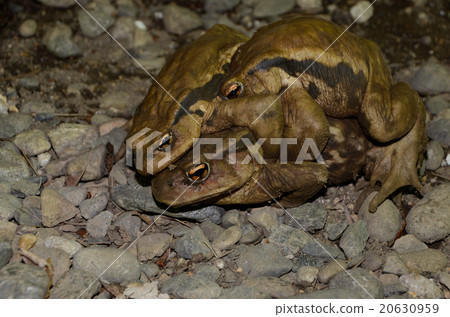 Japanese africa Japanese frogs awakening from hibernation and entering copulation 20630959