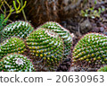 Background of cactuses in botanical garden  20630963