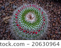 Unusual cactus in botanical garden  20630964