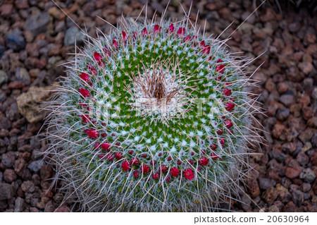 Unusual cactus in botanical garden  20630964