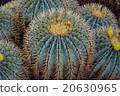 Background of cactuses in botanical garden 20630965