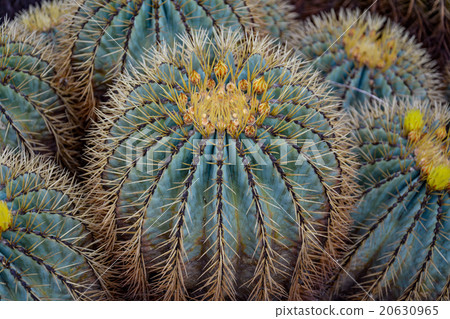 Background of cactuses in botanical garden 20630965
