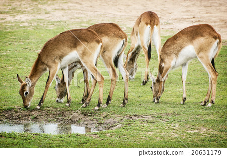 Eld's deer (Panolia eldii), group of animals by the water 20631179