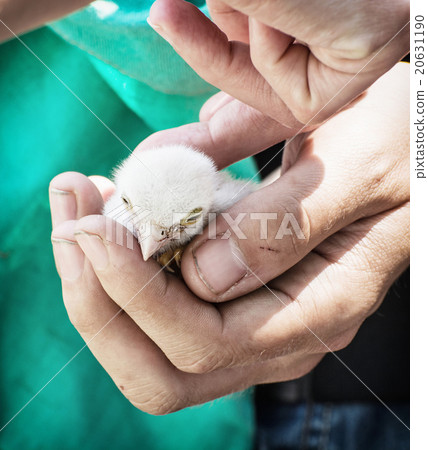 Saker falcon (Falco cherrug) chick in the hands, animals protect 20631190