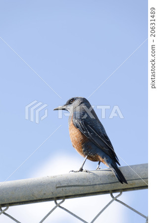 Sea bulbul 20631489